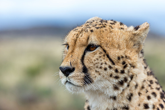 Cheeta-1