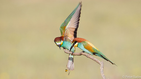 Bijeneter - European Bee Eater