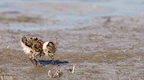Kievit - Northern Lapwing-2