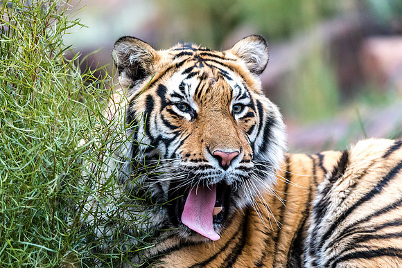 Tiger Canyon-3