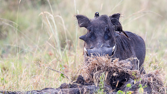 Wrattenzwijn - Warthog-2