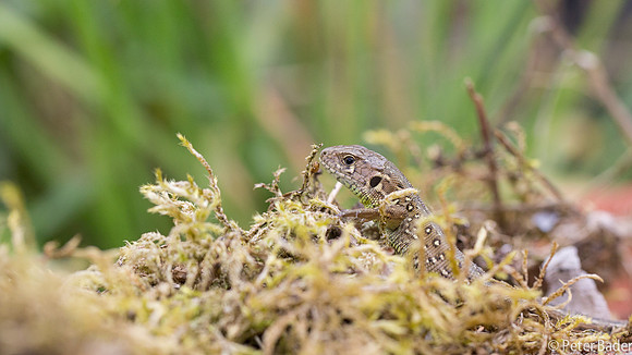 Vledder, boomkikker, "Europese boomkikker" "European Tree Frog" "peter Bader"