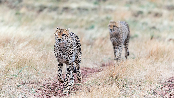 Cheeta-7