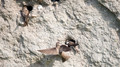 Overzwalum - Sand Martin-7