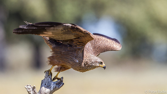 Rode Wouw - Red Kite