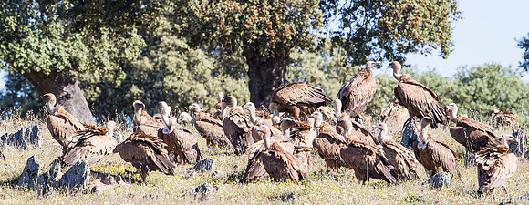 Vale Gier - Griffon Vulture