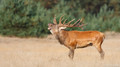 Edelhert - Red Deer