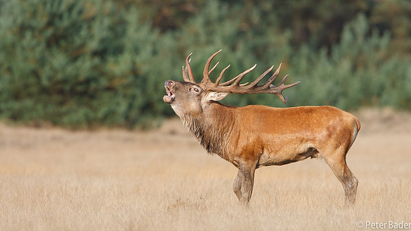 Edelhert - Red Deer