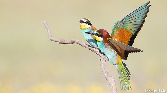 Bijeneter - European Bee Eater