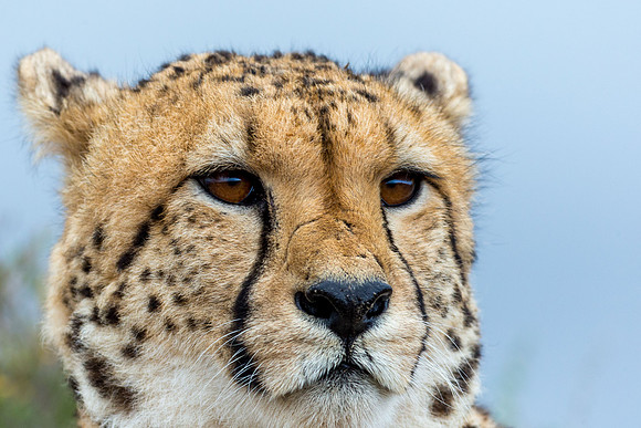 Cheeta-3