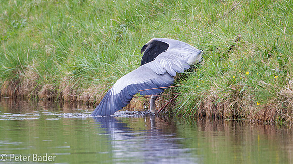 Blauwe Reiger - Grey Heron-3