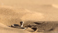 Sidewinding Adder-5
