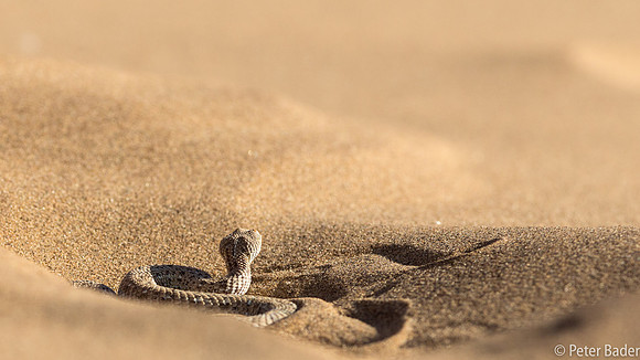 Sidewinding Adder-5