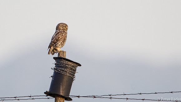 Steenuil - Little Owl