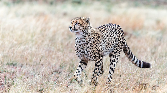 Cheeta-9