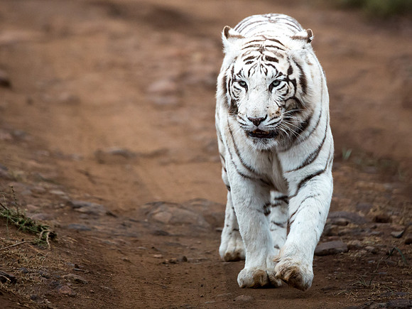 Tiger Canyon-11