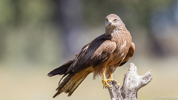 Rode Wouw - Red Kite