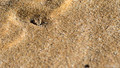 Sidewinding Adder-11