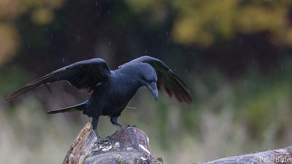 Raaf - Raven