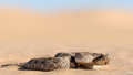 Horned Adder-4