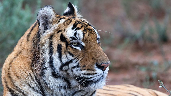 Tiger Canyon-4