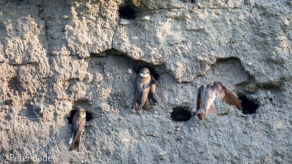 Overzwalum - Sand Martin-4