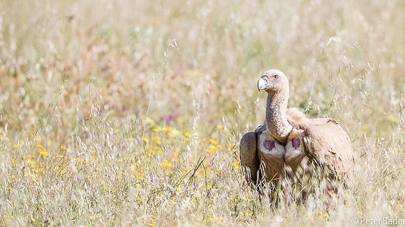 Vale Gier - Griffon Vulture