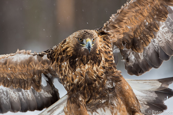Eagle, Golden, Steenarend, Vogel, Zweden