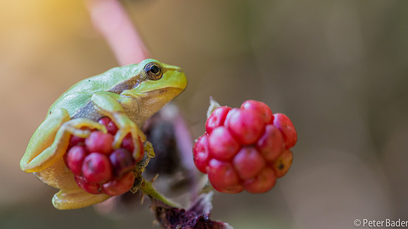 Vledder, boomkikker, "Europese boomkikker" "European Tree Frog" "peter Bader"