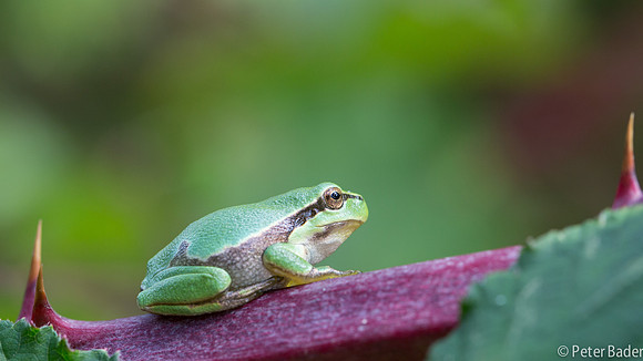 Vledder, boomkikker, "Europese boomkikker" "European Tree Frog" "peter Bader"