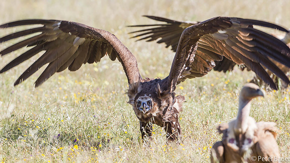 Monniksgier - Cinereous Vulture