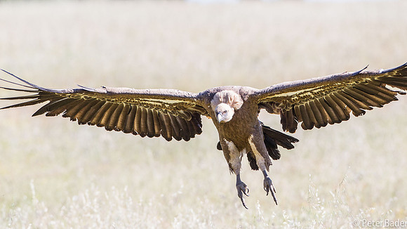 Vale Gier - Griffon Vulture