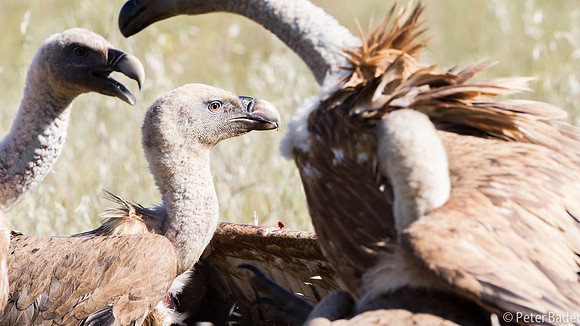 Vale Gier - Griffon Vulture