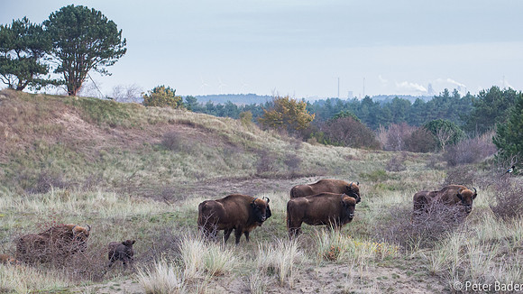 Wisent - European Bison-2