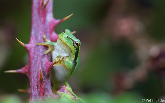 Vledder, boomkikker, "Europese boomkikker" "European Tree Frog" "peter Bader"