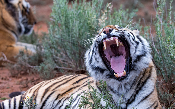 Tiger Canyon-5