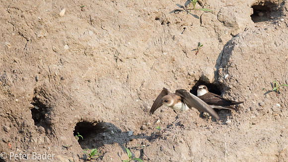 Overzwalum - Sand Martin-2