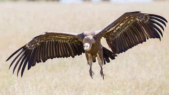 Vale Gier - Griffon Vulture