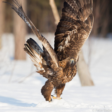 Eagle, Golden, Steenarend, Vogel, Zweden