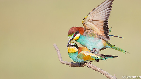 Bijeneter - European Bee Eater