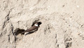 Oeverzwalum - Sand Martin-9