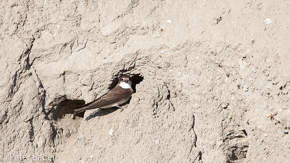 Oeverzwalum - Sand Martin-9