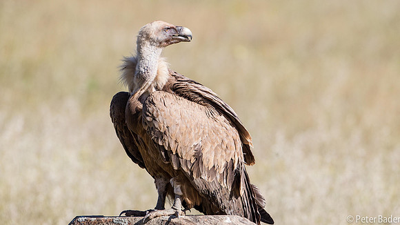 Vale Gier - Griffon Vulture