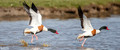 Bergeeend - Common Shelduck-6