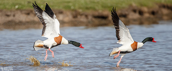 Bergeeend - Common Shelduck-6