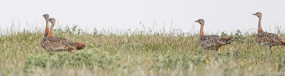 Grote Trap - Great Bustard