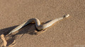 Sidewinding Adder-7