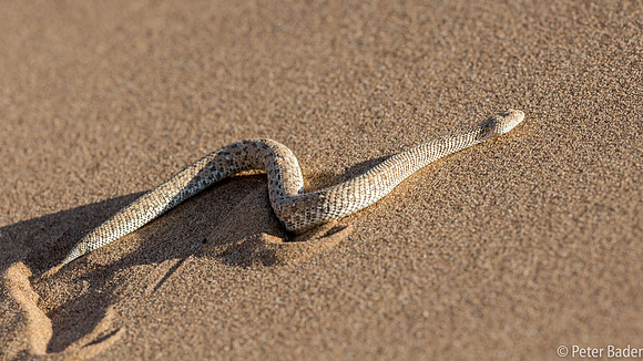 Sidewinding Adder-7