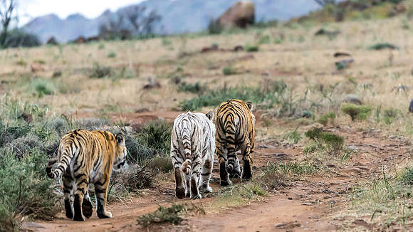 Tiger Canyon-8