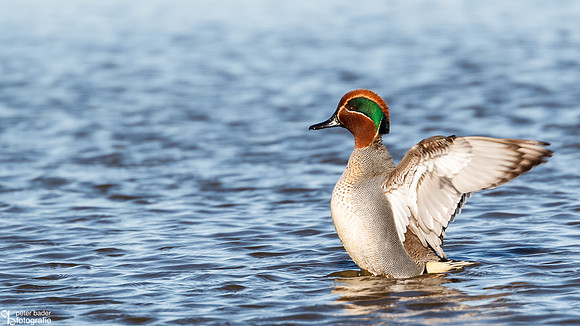 Wintertaling - Eurasian Teal-1
